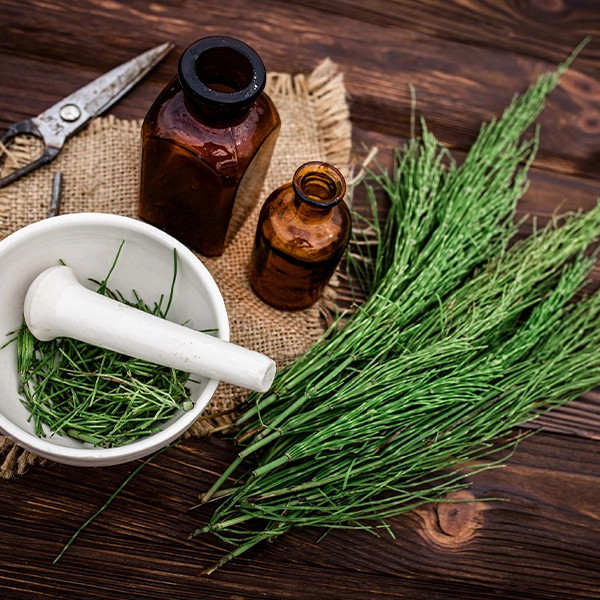 Cola de caballo - Equisetum arvense. El tesoro subestimado de la naturaleza