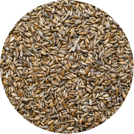 Vivarini – Cardo mariano (semillas) 1 kg